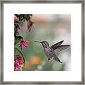 Mrs. Little Anna's Hummingbird Framed Print