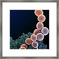 Mrsa Bacteria Framed Print