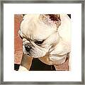French Bulldog Ms Quiggly Framed Print