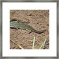 Mud Puppy Framed Print