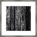 Muir Woods Giants Framed Print