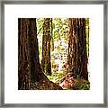 Muir Woods Framed Print