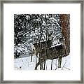 Mule Deer Does In A Snowfall Framed Print