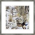 Mule Deer In The Canyon Framed Print