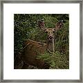 Mule Deer On Alert 2 Framed Print
