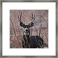 Muley In Willows Framed Print