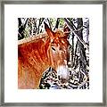 Muley Framed Print