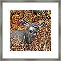 Muley Portrait Framed Print