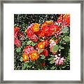 Multi Colored Rose Bush Framed Print