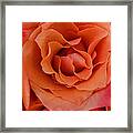 Multi Rose Orange Panoramic Framed Print