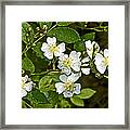 Multiflora Rose - Dog Roses - Rosa Multiflora - Wildflower Framed Print