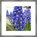 Muscari Or Grape Hyacinth Framed Print