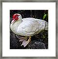 White Muscovy Duck Framed Print