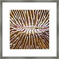 Mushroom Coral Fiji Framed Print