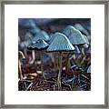 Mushroom Forest Framed Print