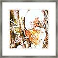 Mushroom Fungii Framed Print