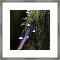 Mushrooms Columbia River Gorge Oregon 1 Framed Print