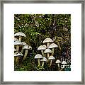 Mushrooms In The Oregon Coast Range Framed Print