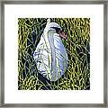 Mute Swan Framed Print