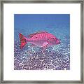 Mutton Snapper Profile Framed Print