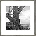 My Enchanted Forest Framed Print