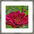 My Flower Framed Print