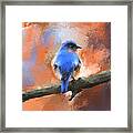 My Little Bluebird Framed Print