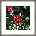 My Red Rose Framed Print