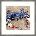 Myrtle Beach Blue Crab Framed Print