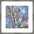 Naked Tree Framed Print