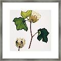 Nankeen Cotton Flowers And Boll Framed Print