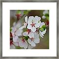 Nanking Branch With Blossoms Framed Print