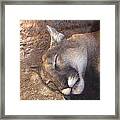 Nap Time Framed Print