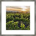 Napa Valley Sunset Framed Print