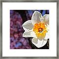 Narcissus And Cherry Blossoms Framed Print