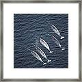 Narwhals Aerial Baffin Isl Canada Framed Print