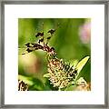 Nashoba Winery Dragonfly Framed Print