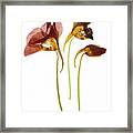 Nasturtium Flowers Framed Print