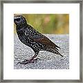 National Zoo - Birds - 01133 Framed Print