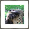 National Zoo - Lion - 01132 Framed Print