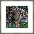 National Zoo - Tiger - 011315 Framed Print