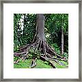 Native Tree Of Jamaica Framed Print