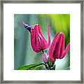 Natural Wonder 1 Framed Print