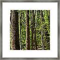 Nature Walk Early Spring Framed Print