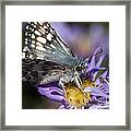 Nature's Best Butterfly Framed Print