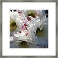 Natures Bouquet Framed Print