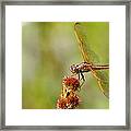 Nature's Dragon Framed Print