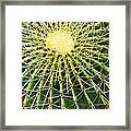 Nature's Fractals - Cactus Art Framed Print