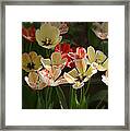 Natures Joy Framed Print