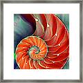 Nautilus Shell - Nature's Perfection Framed Print